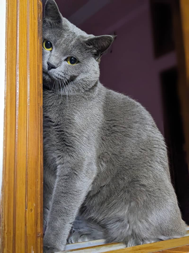 British blue shorthair male Breeder cat 7