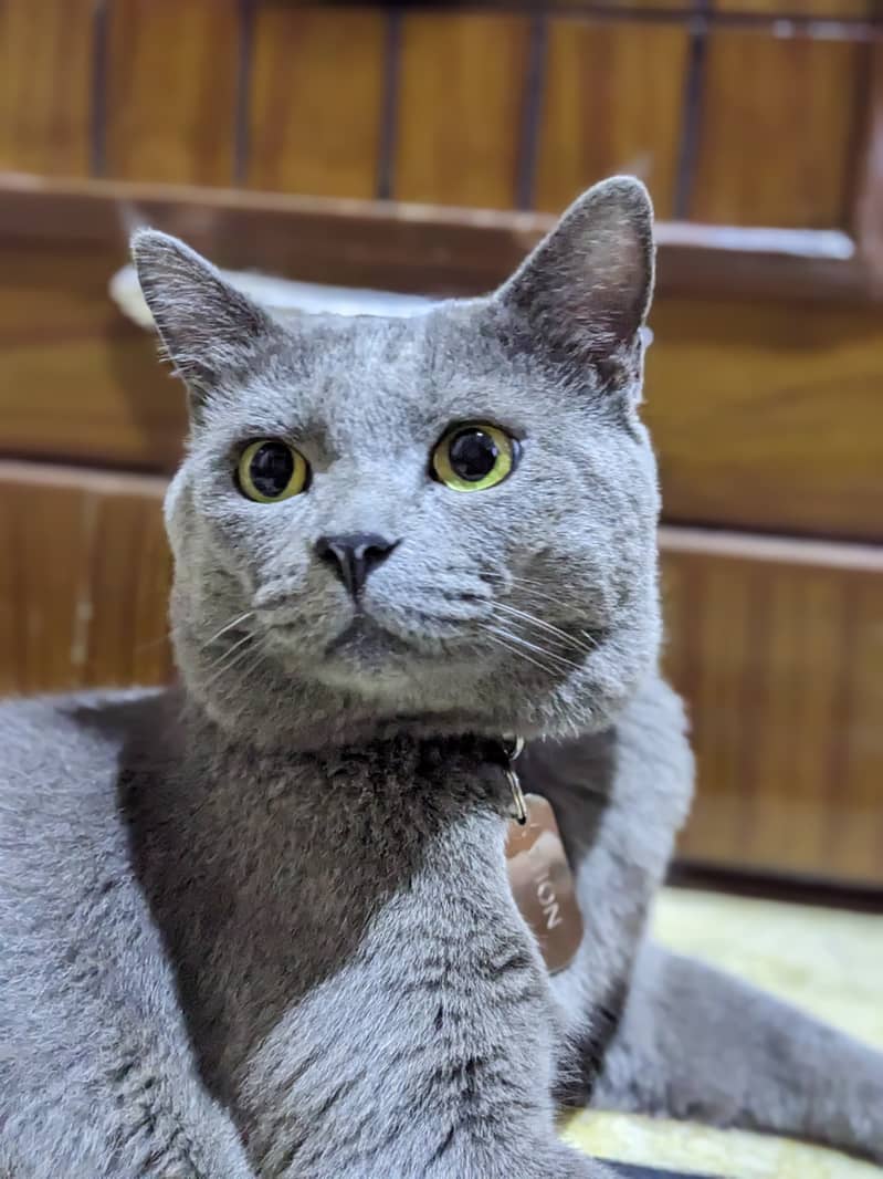 British blue shorthair male Breeder cat 8