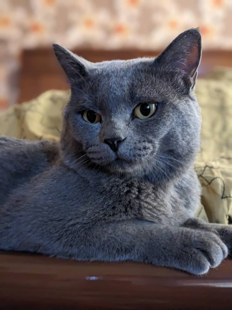 British blue shorthair male Breeder cat 9