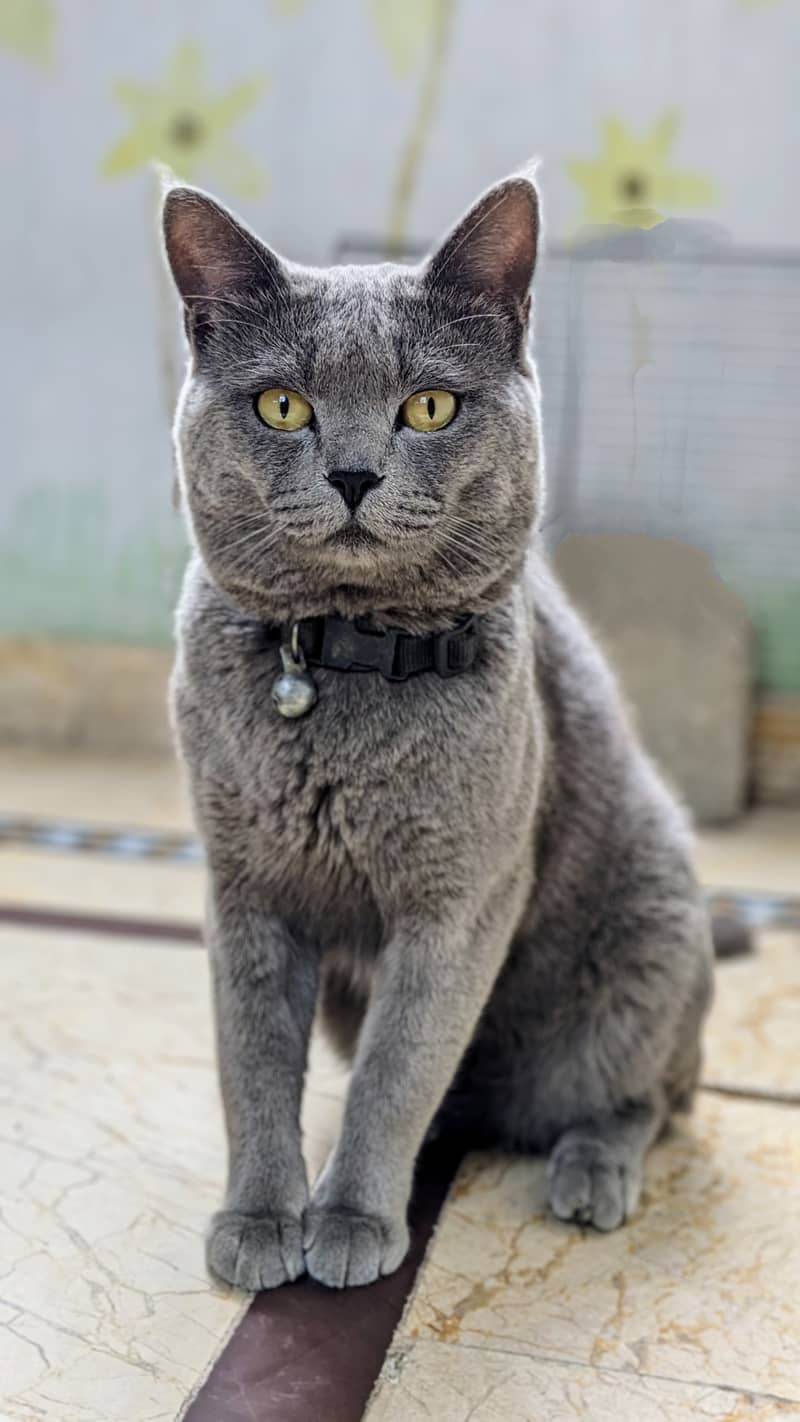 British blue shorthair male Breeder cat 10