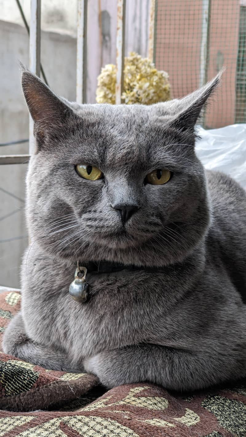 British blue shorthair male Breeder cat 11