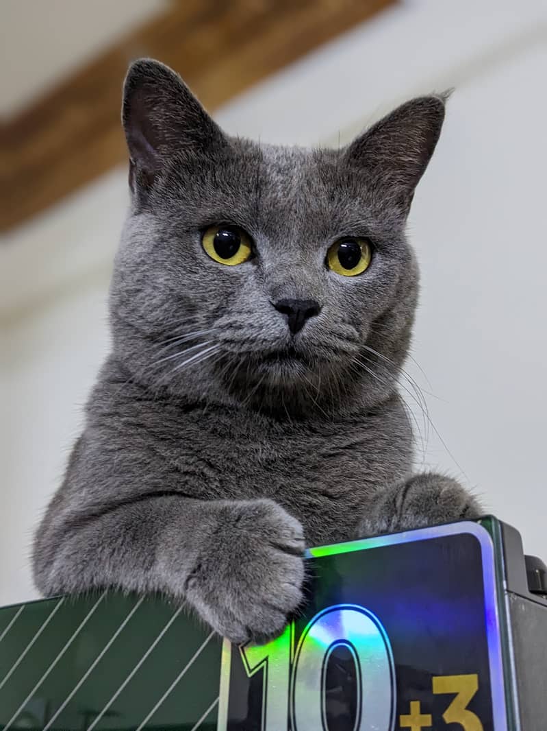 British blue shorthair male Breeder cat 12