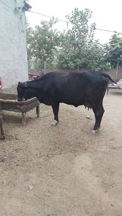 cow with wachi