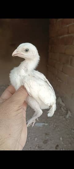 white hera chicks paper white chicks sale par 1500 kalar 1 hazar par