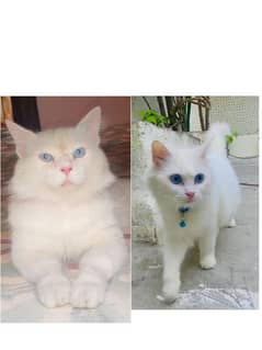 Persian Cat Pair for sale