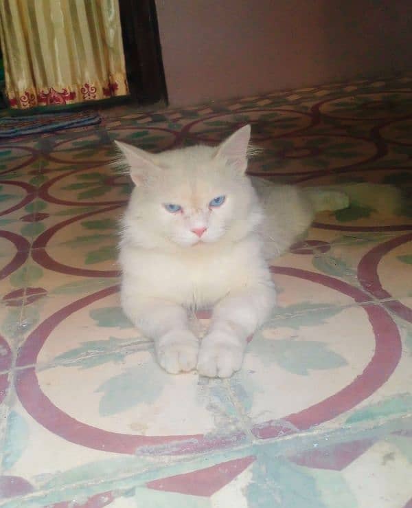 Persian Cat Pair for sale 1