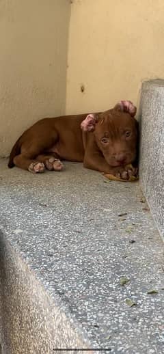 pitbull female pup