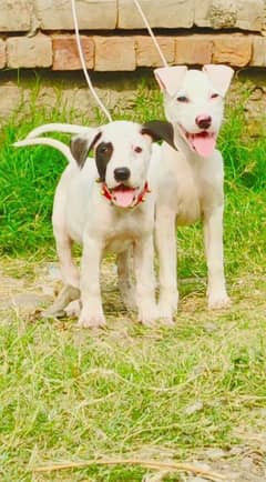 Pure Bull Gullter Pair Age 2 Month for Sale have been available