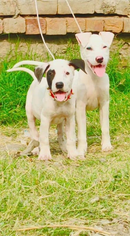 Pure Bull Gullter Pair Age 2 Month for Sale have been available 0