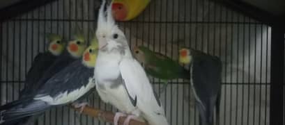 Cocktail Breeding 4 pairs for Sale 0