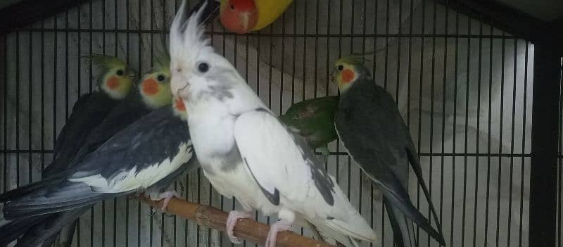 Cocktail Breeding 4 pairs for Sale 1