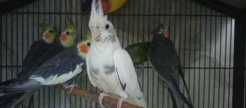 Cocktail Breeding 4 pairs for Sale 2