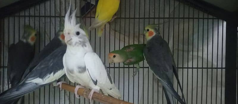 Cocktail Breeding 4 pairs for Sale 3