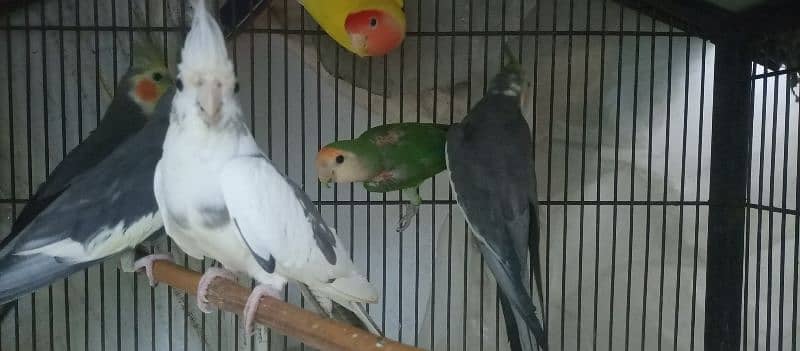 Cocktail Breeding 4 pairs for Sale 4