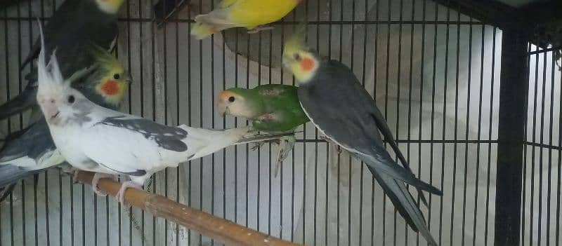 Cocktail Breeding 4 pairs for Sale 5