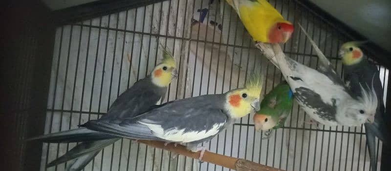 Cocktail Breeding 4 pairs for Sale 6