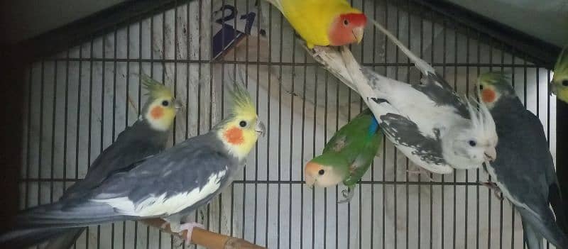 Cocktail Breeding 4 pairs for Sale 7