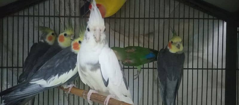 Cocktail Breeding 4 pairs for Sale 8