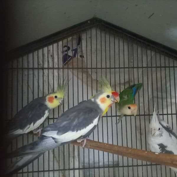 Cocktail Breeding 4 pairs for Sale 9