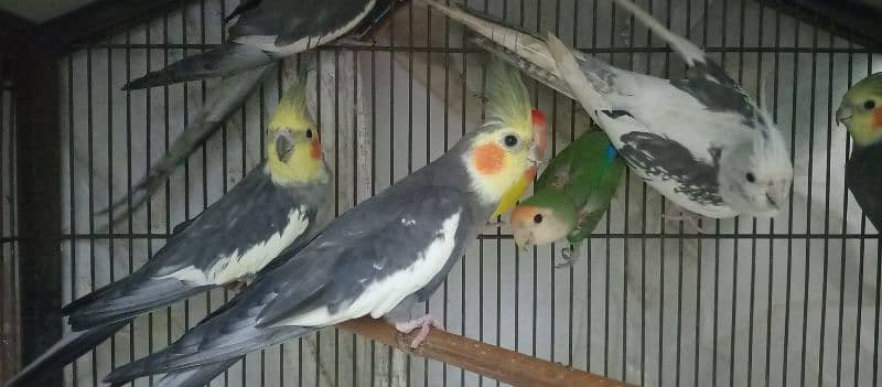 Cocktail Breeding 4 pairs for Sale 10