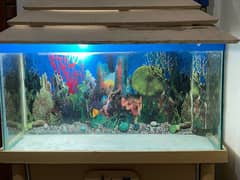 [NOT INCLUDING FISH] Only Aquarium for sale with accessories