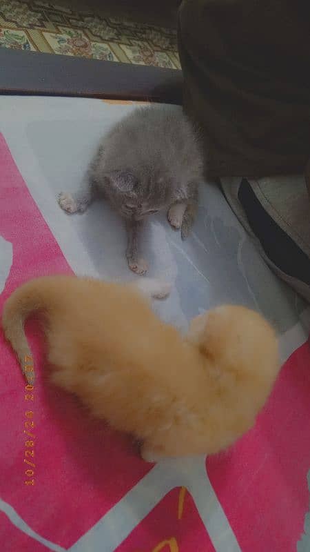 Persian kittens pair 0