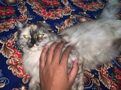 Persian Cat 1 Year Age tripple Cotted Vaccinated