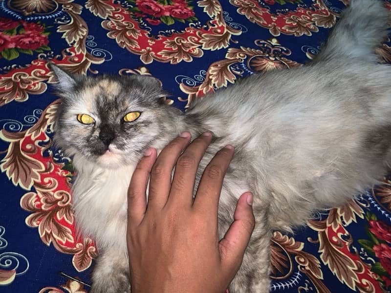 Persian Cat 1 Year Age tripple Cotted Vaccinated 0