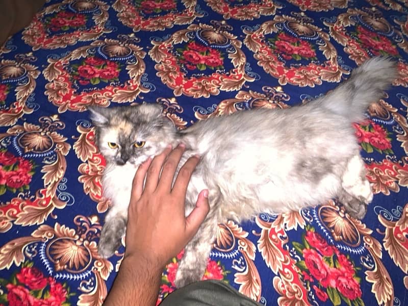 Persian Cat 1 Year Age tripple Cotted Vaccinated 1