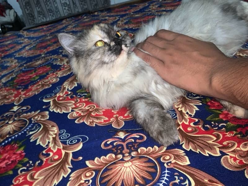 Persian Cat 1 Year Age tripple Cotted Vaccinated 2