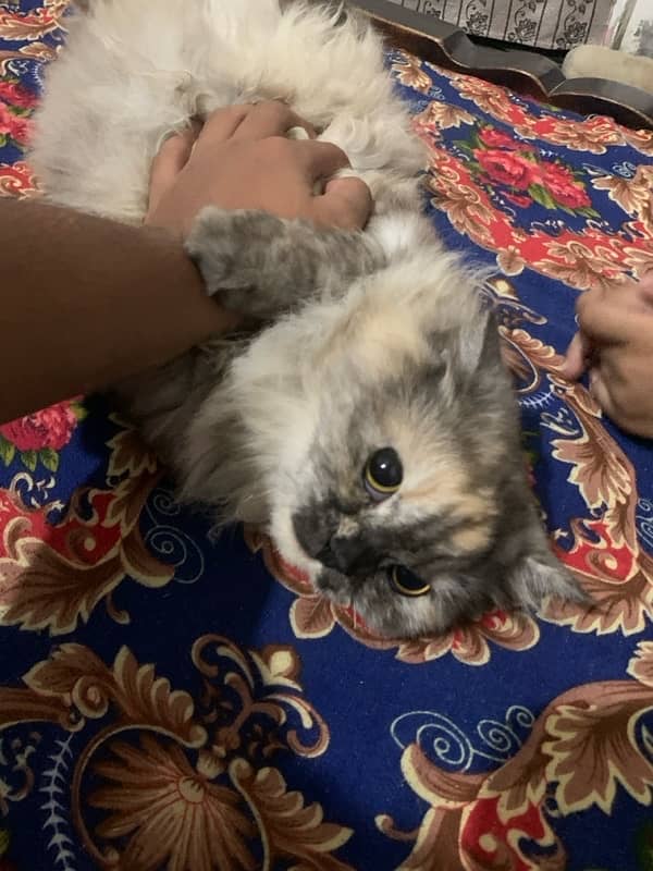 Persian Cat 1 Year Age tripple Cotted Vaccinated 3