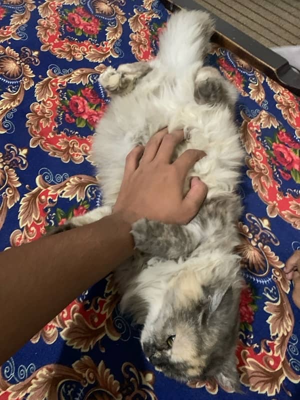 Persian Cat 1 Year Age tripple Cotted Vaccinated 4