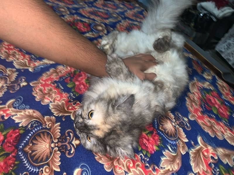 Persian Cat 1 Year Age tripple Cotted Vaccinated 5