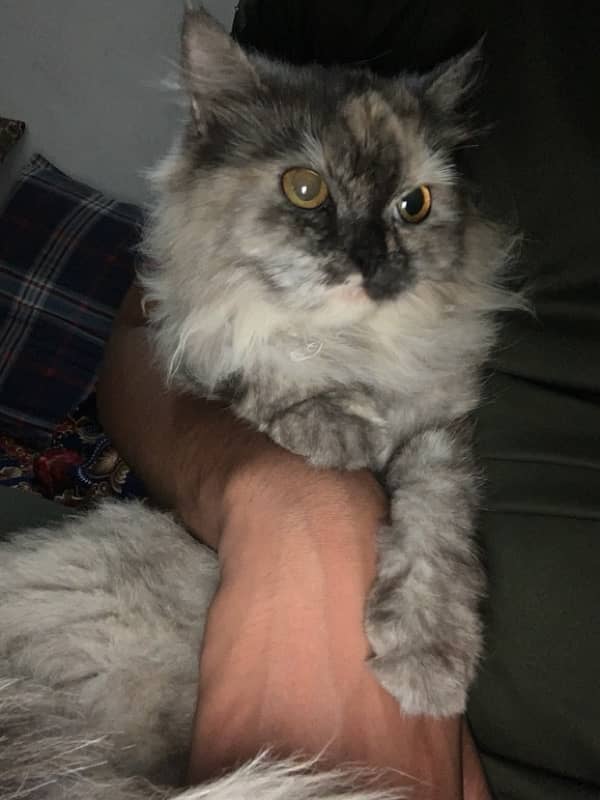 Persian Cat 1 Year Age tripple Cotted Vaccinated 6