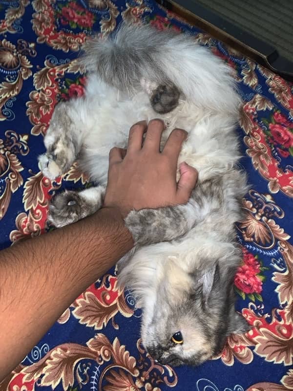 Persian Cat 1 Year Age tripple Cotted Vaccinated 7