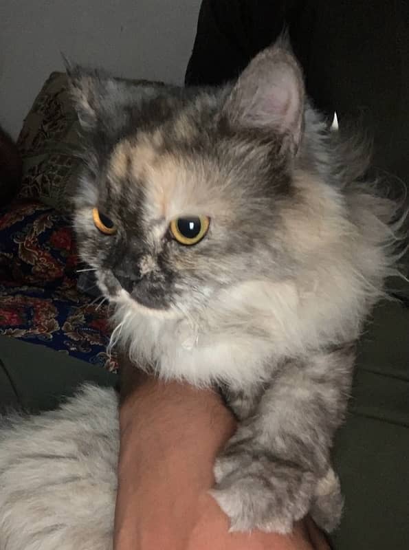 Persian Cat 1 Year Age tripple Cotted Vaccinated 8