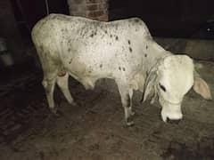 bull for sale 0