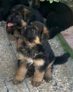 Geman Shepherd pups