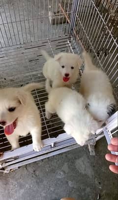 Russian puppies for sale