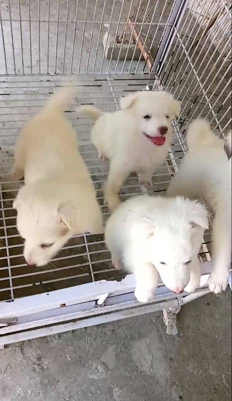 Russian puppies for sale 1