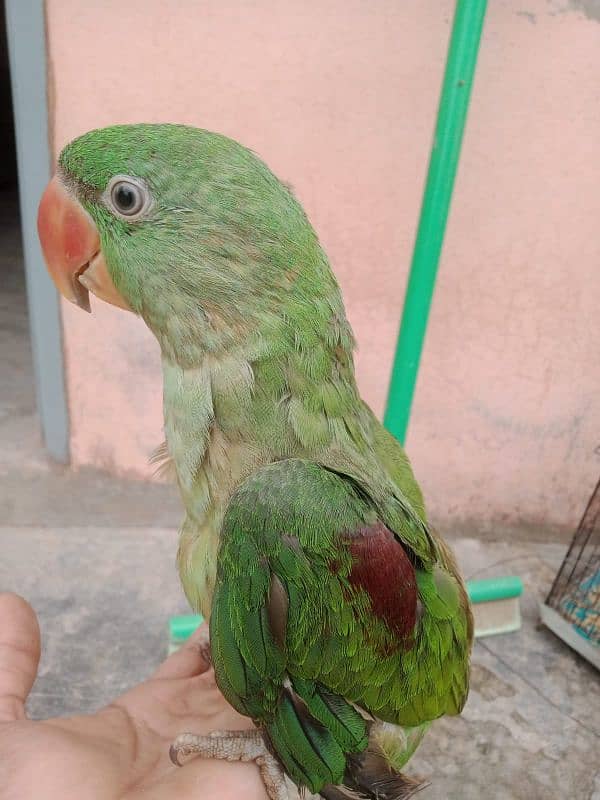 Raw parrot male  3 months age 0