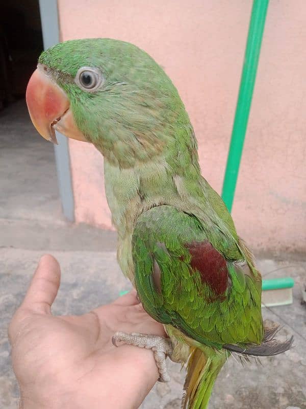 Raw parrot male  3 months age 1