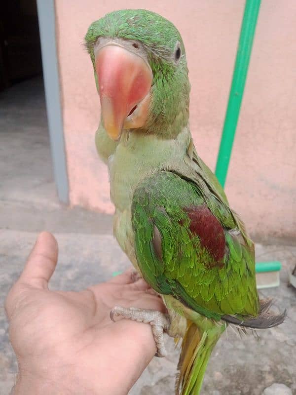 Raw parrot male  3 months age 2