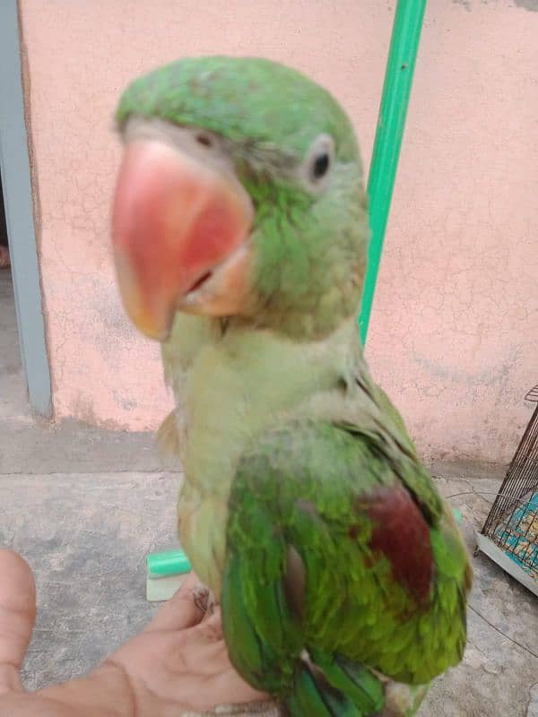 Raw parrot male  3 months age 3