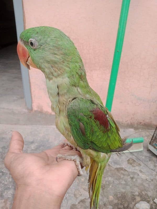 Raw parrot male  3 months age 4