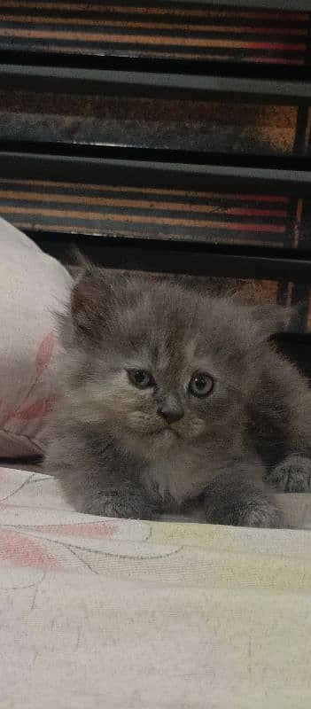 1.5 month kitten 45days kitten full train litter and feeding 5