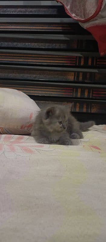 1.5 month kitten 45days kitten full train litter and feeding 6