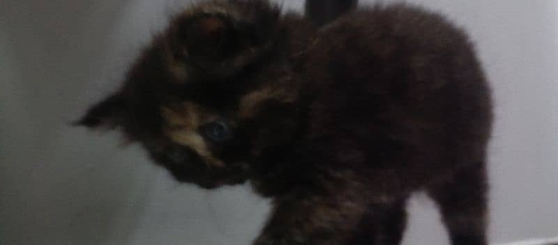 1.5 month kitten 45days kitten full train litter and feeding 10