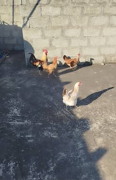 Hens for sale