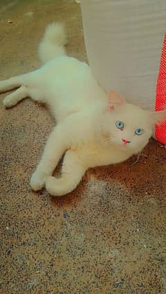 cat male White Persian cat male blue eyes